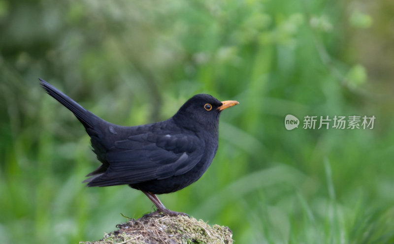 雄性欧洲/普通黑鸟，Turdus merula